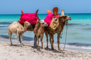 Россия возобновляет авиасообщение с Египтом, Мальдивами и ОАЭ!